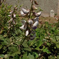 Crotalaria verrucosa L.